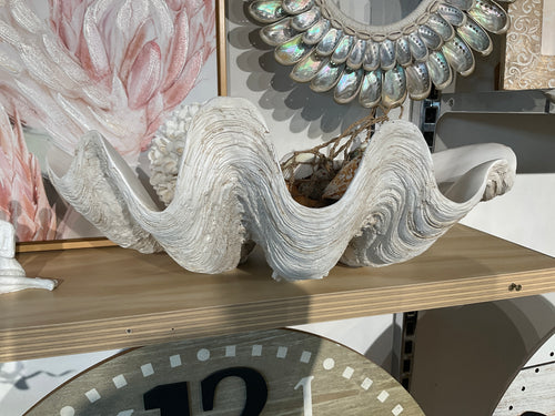 Clam shell- large 50x29 natural