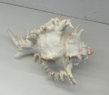 Load image into Gallery viewer, Shell- Murex Ramosus