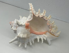 Load image into Gallery viewer, Shell- Murex Ramosus