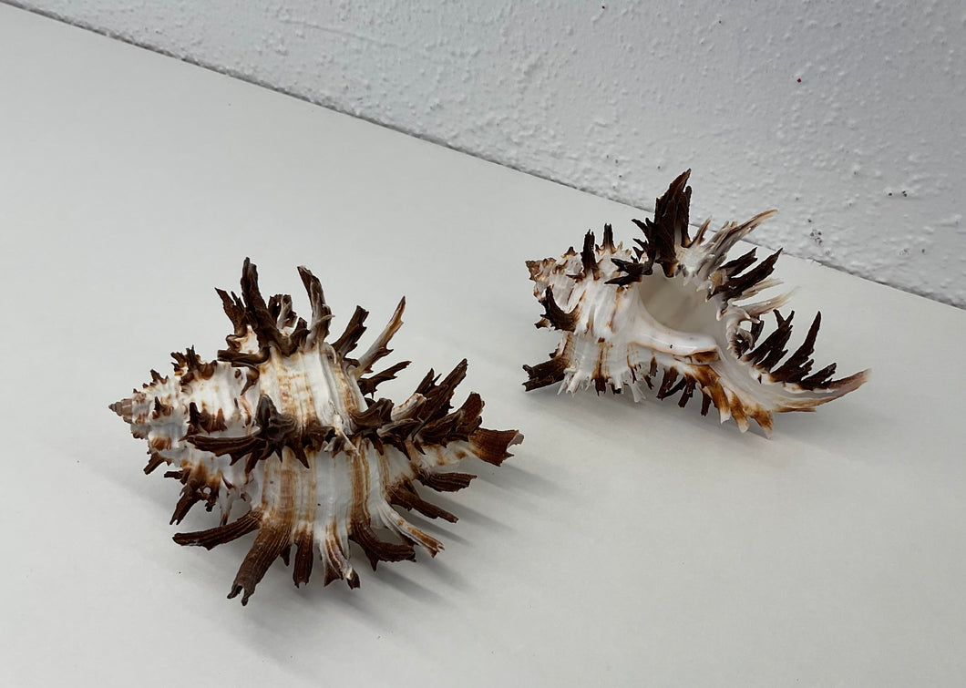 Shell- Murex Indivia