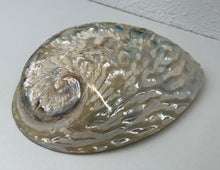Load image into Gallery viewer, Shell- Abalone Midae- pearlised