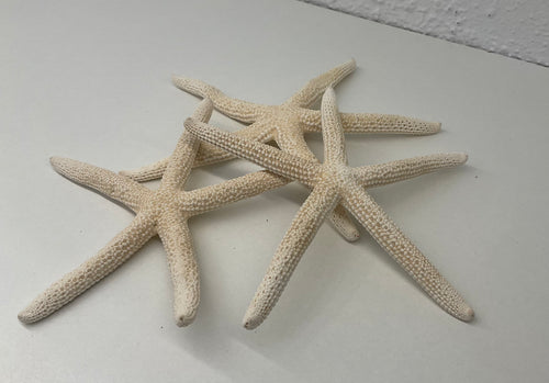 Starfish fingers- bleached
