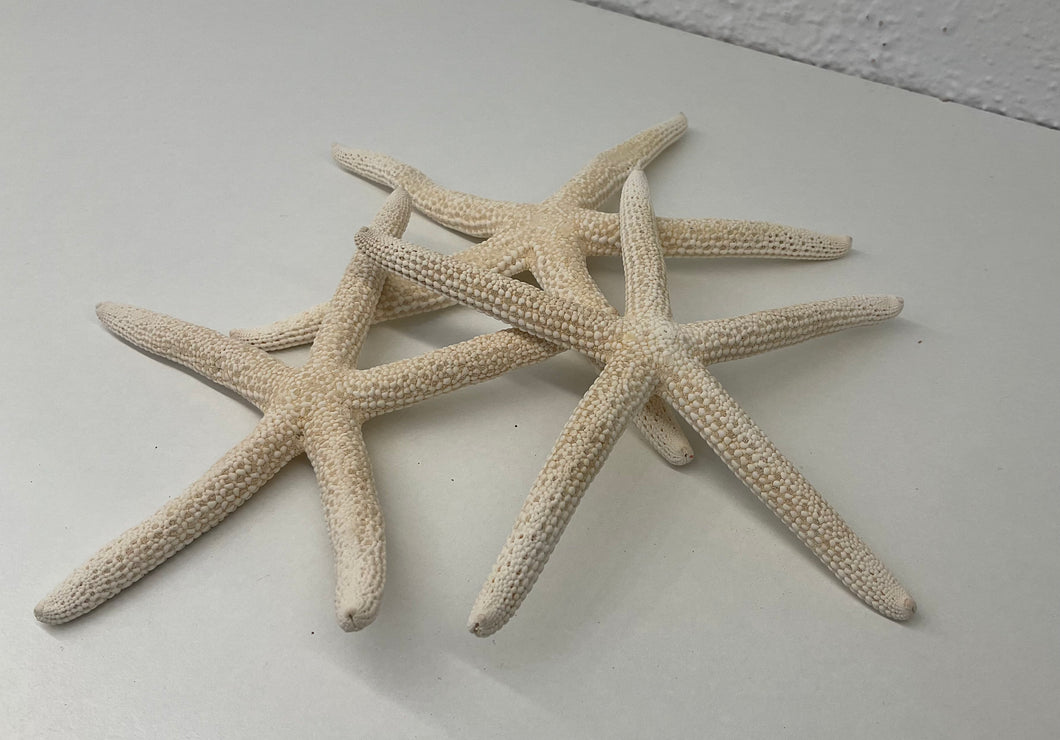 Starfish fingers- bleached