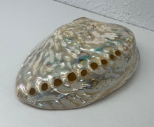 Load image into Gallery viewer, Shell- Abalone Midae- pearlised