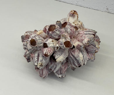 Shell- Barnacles