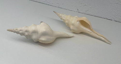 Shell- Fusos Undatus