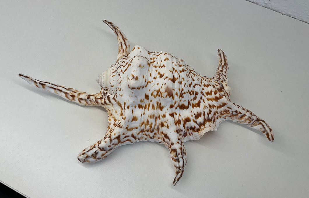 Shell- Lambis Chiragra