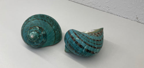 Shell- Turbo Burgos- natural