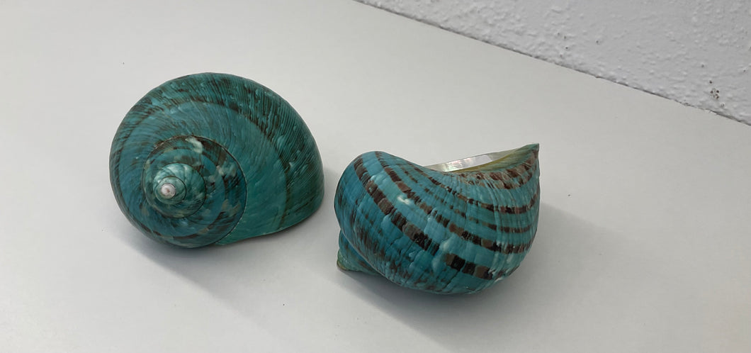 Shell- Turbo Burgos- natural