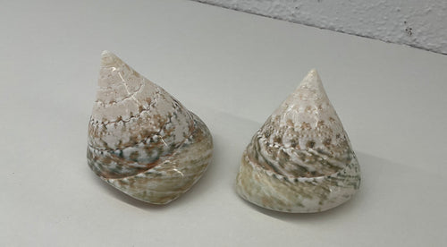 Shell- Tectus Pyramis green