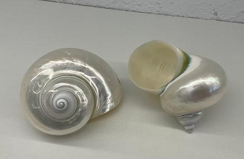 Shell- Turbos Imperiales- pearlised
