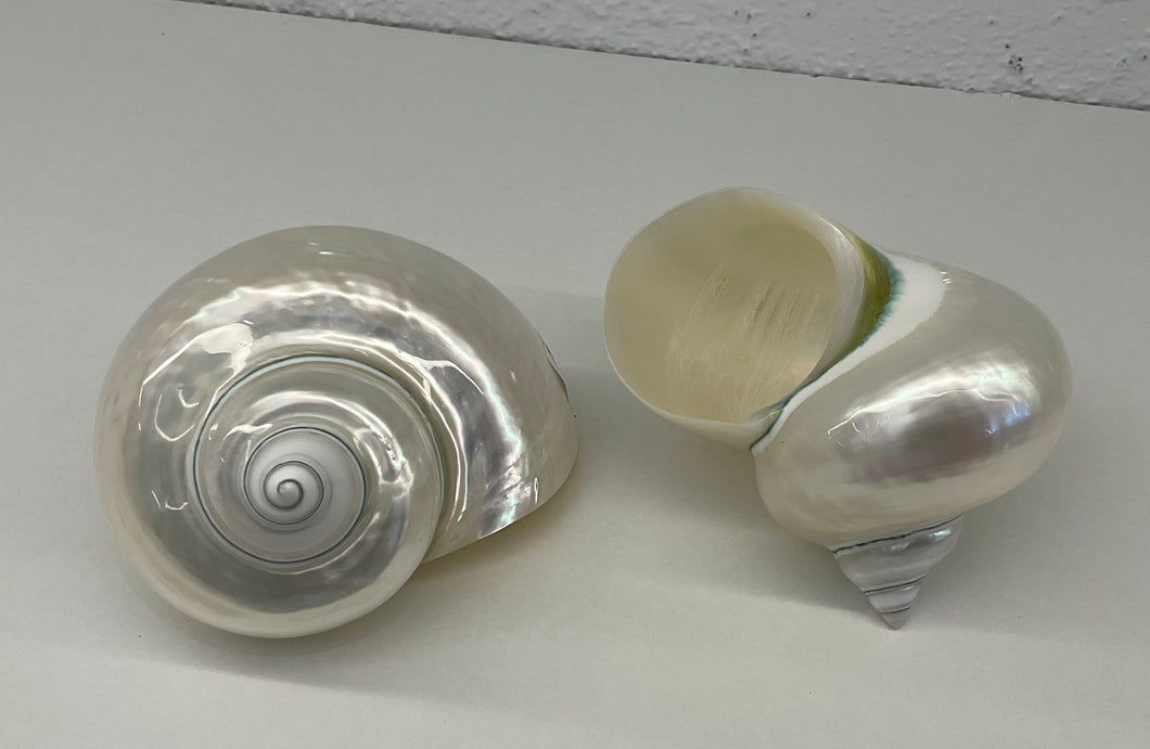 Shell- Turbos Imperiales- pearlised