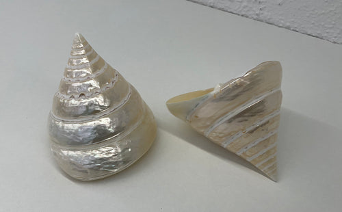 Shell- Tectus Pyramis- pearlised