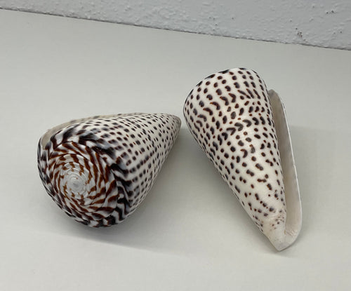 Shell- Conus Leopardis
