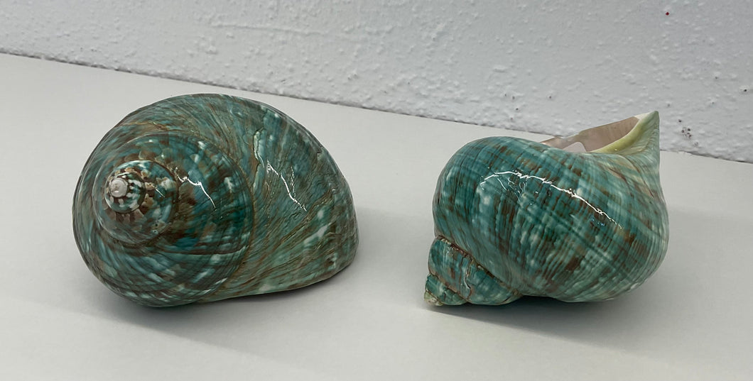 Shell- Turbo Burgos-polished