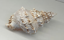 Load image into Gallery viewer, Shell- Bursa Bobo